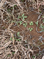 Delphinium carolinianum