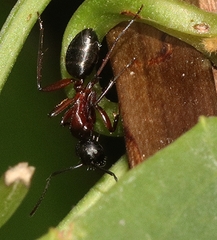 Camponotus innexus