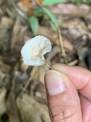 Marasmiineae