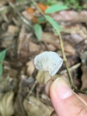Marasmiineae