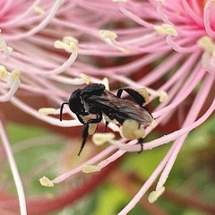 Tetragonula carbonaria