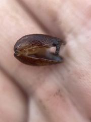 Mytilopsis leucophaeata