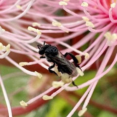 Tetragonula carbonaria