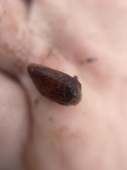 Mytilopsis leucophaeata