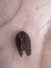 Mytilopsis leucophaeata