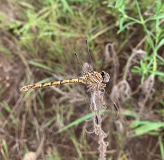 Crenigomphus hartmanni