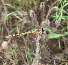 Crenigomphus hartmanni