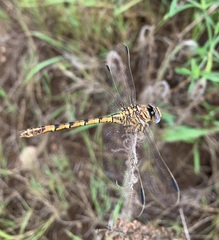 Crenigomphus hartmanni