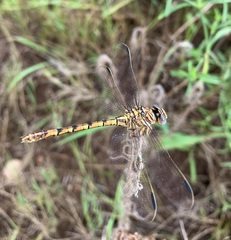 Crenigomphus hartmanni