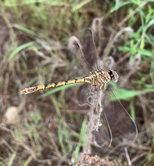 Crenigomphus hartmanni