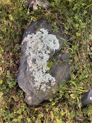 Xanthoparmelia cumberlandia