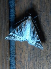 Phrataria replicataria