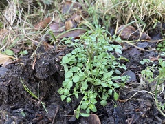 Cardamine hirsuta