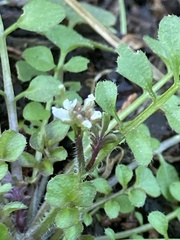 Cardamine hirsuta