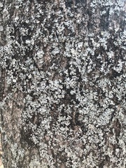 Myelochroa aurulenta