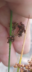 Juncus usitatus