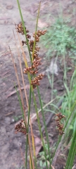 Juncus usitatus