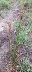 Juncus usitatus