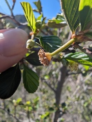 Cercocarpus betuloides betuloides