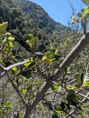 Cercocarpus betuloides betuloides