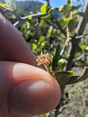 Cercocarpus betuloides betuloides