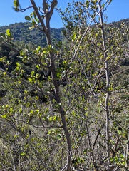 Cercocarpus betuloides betuloides