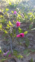 Petunia integrifolia