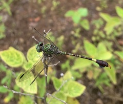 Paragomphus elpidius