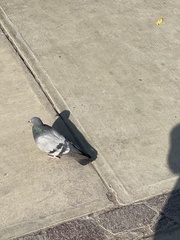 Columba livia domestica