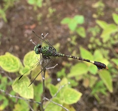 Paragomphus elpidius
