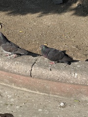 Columba livia domestica