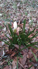 Zephyranthes atamasco