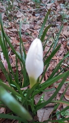 Zephyranthes atamasco