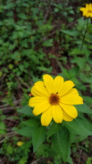 Heliopsis buphthalmoides