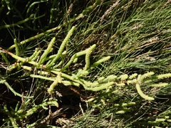 Salicornia perennis