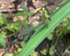 Pseudagrion sublacteum