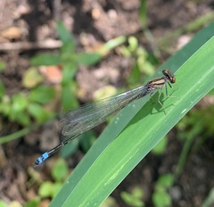 Pseudagrion sublacteum
