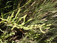 Salicornia perennis