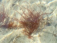 Grateloupia subpectinata