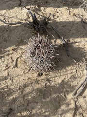 Sclerocactus cloverae