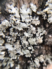 Myelochroa aurulenta