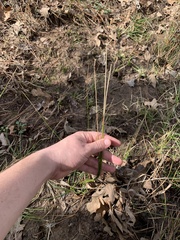 Juncus coriaceus
