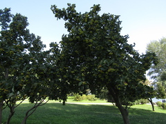 Scandosorbus intermedia