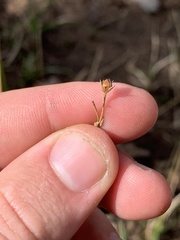 Juncus coriaceus