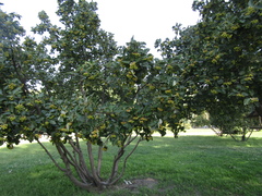 Scandosorbus intermedia