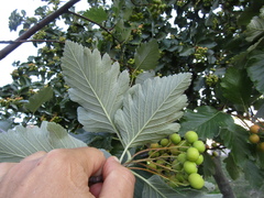 Scandosorbus intermedia