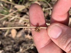 Juncus coriaceus