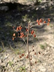Eriogonum alatum