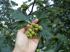 Scandosorbus intermedia