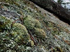 Cladonia strepsilis